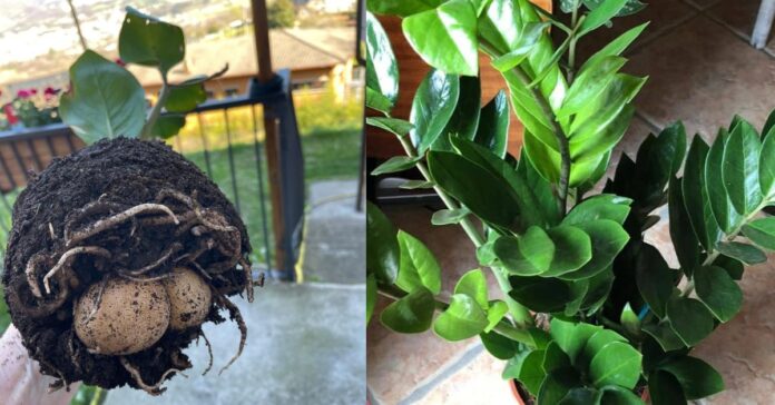 bulbo zamioculcas