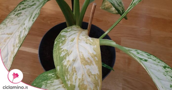 dieffenbachia foglie pallide