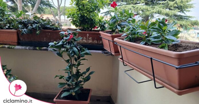 dipladenia fioriere balcone