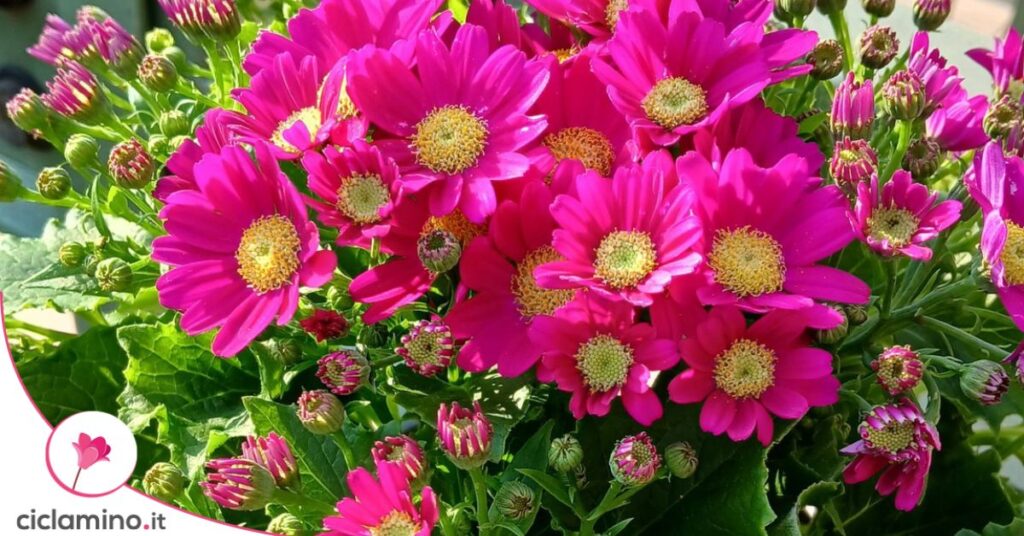 fiori cineraria