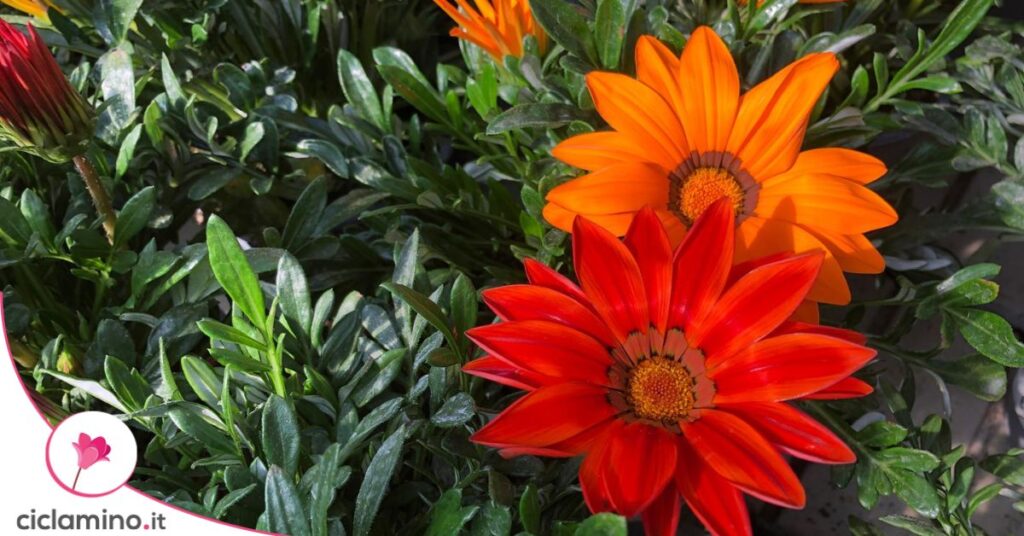 gazania