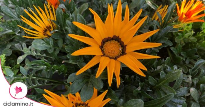 gazania fiorita