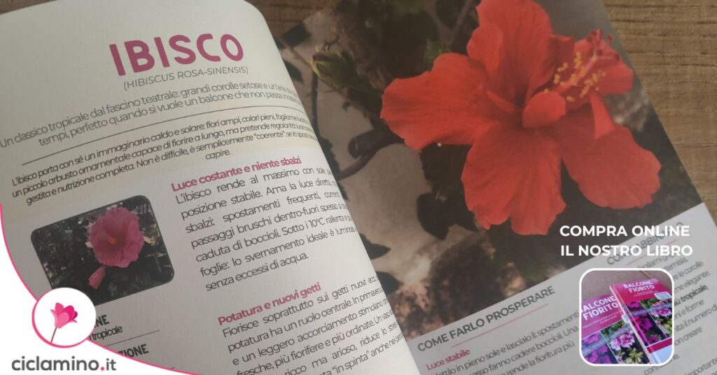 ibisco libro
