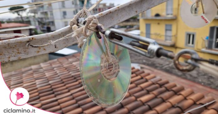 metodi allontanare piccioni
