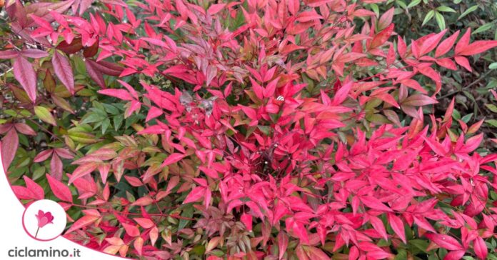 nandina foglie rosse