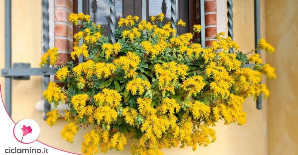 sedum palmieri fioriera