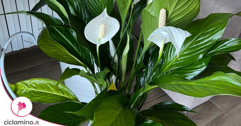 spatifillo fiori