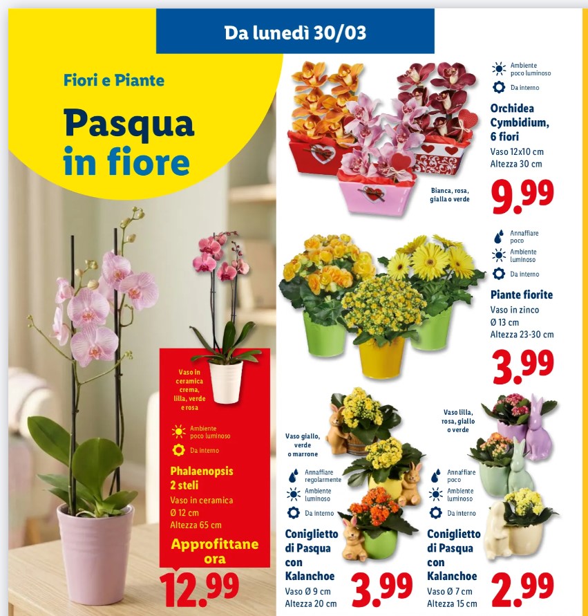 volantino lidl orchidee