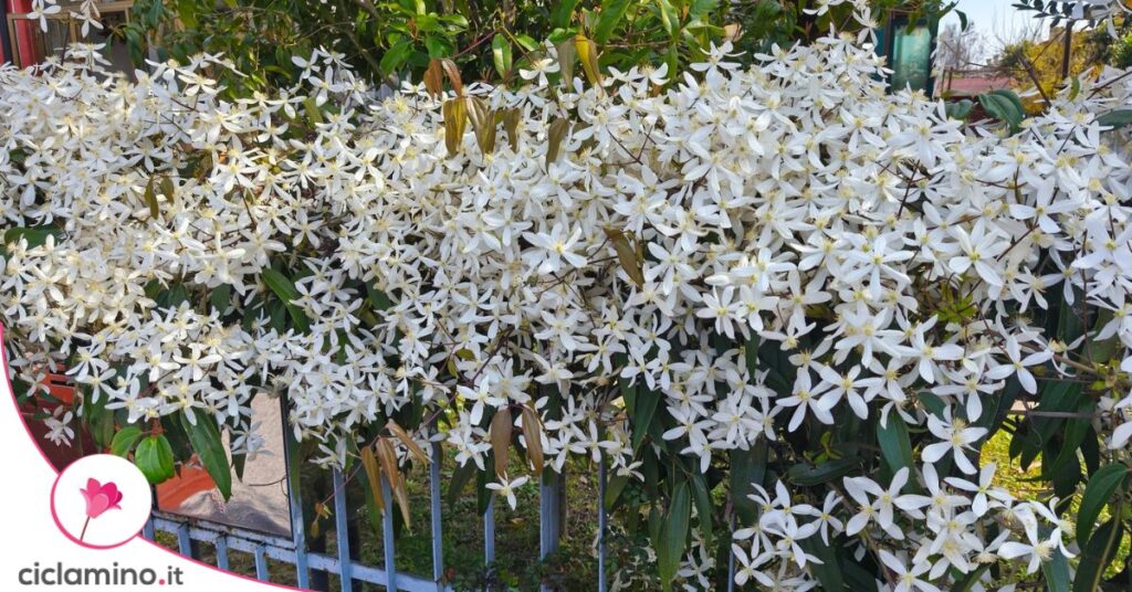 Clematis armandii