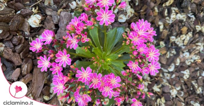 Lewisia fiori