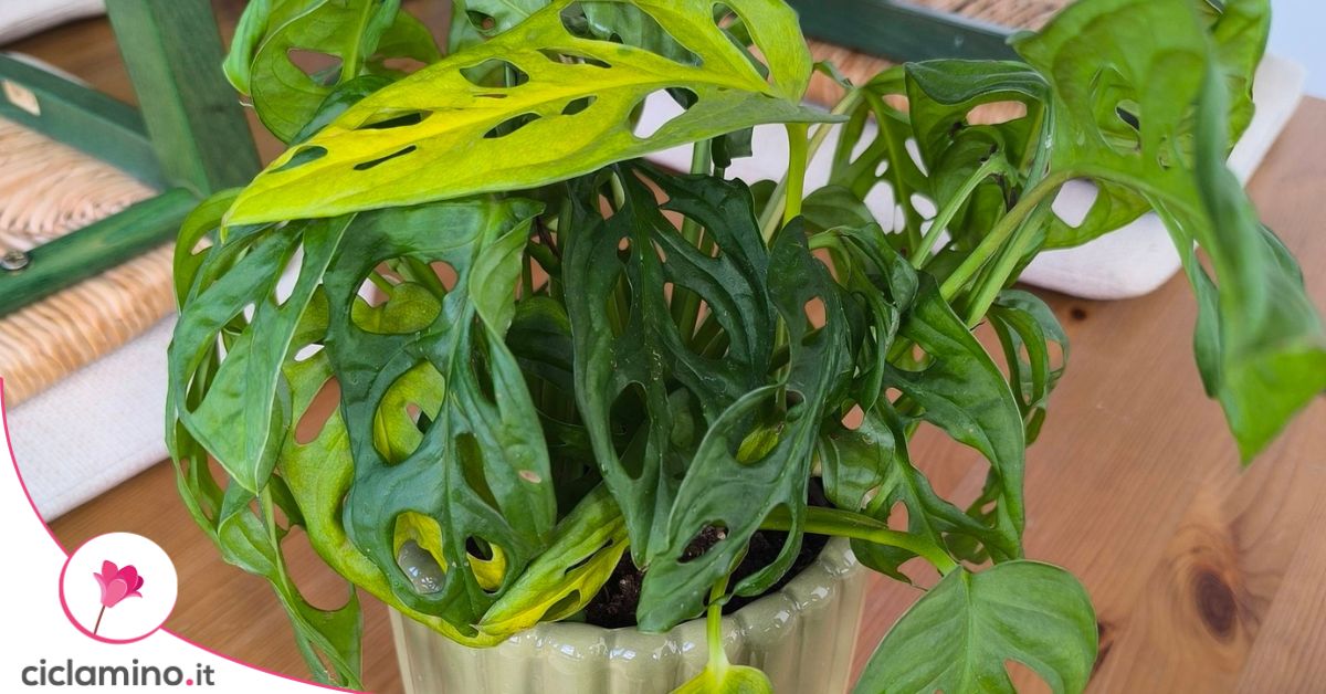 philodendron prince of orange big Philodendron Prince of Orange - Philodendron main image 1