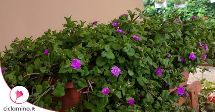 aptenia cordifolia fiorita