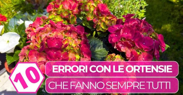 errori ortensie