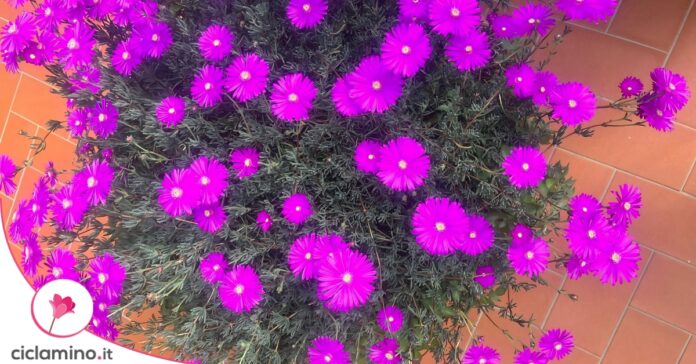 fiori delosperma