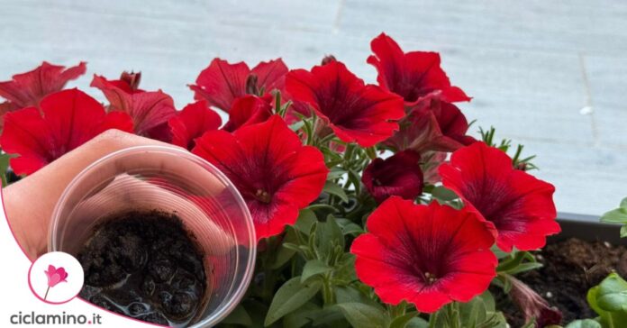 fondi caffè petunia