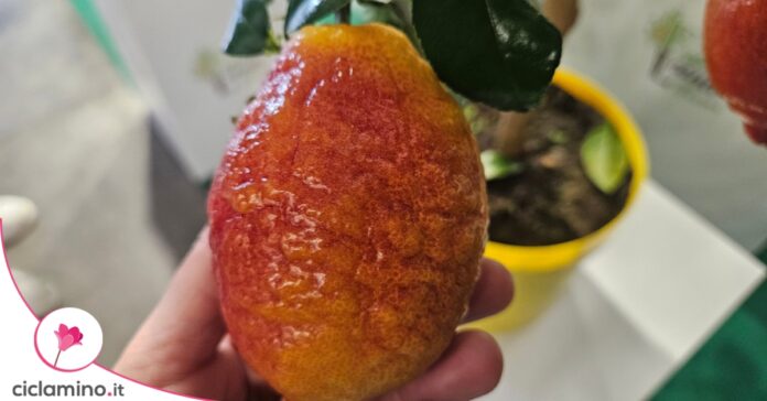 limone rosso
