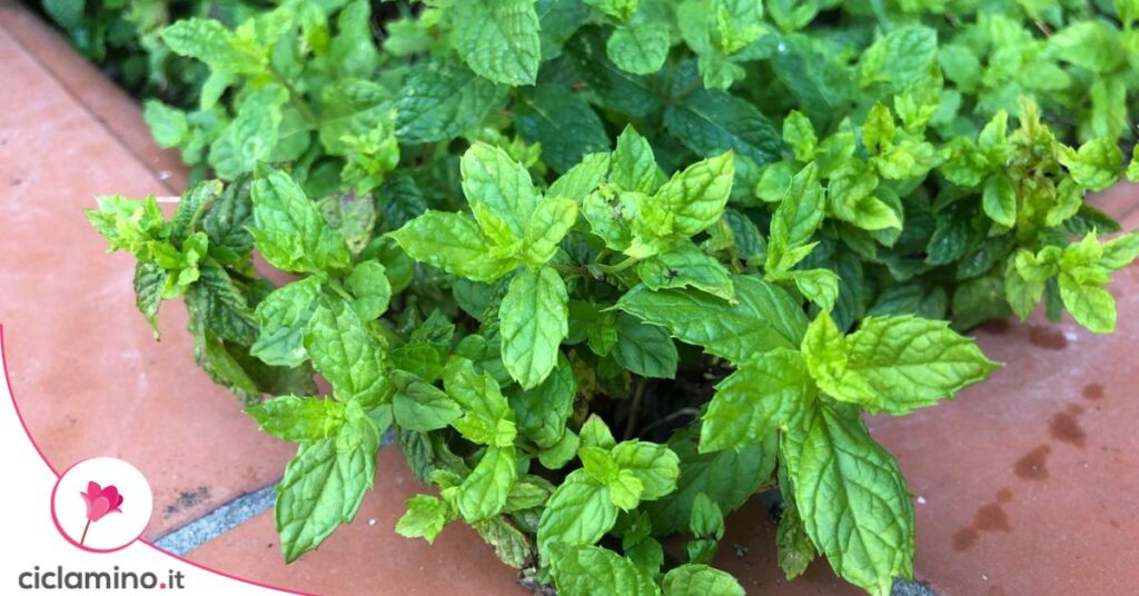 menta vaso