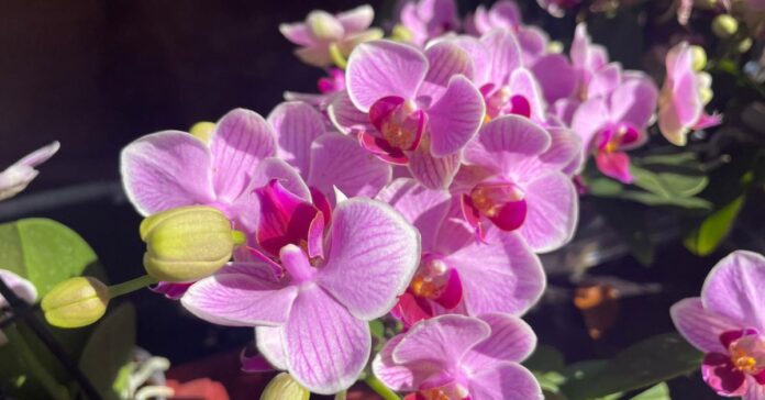 orchidea