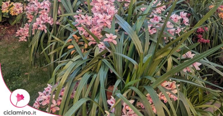 orchidea cymbidium giardino