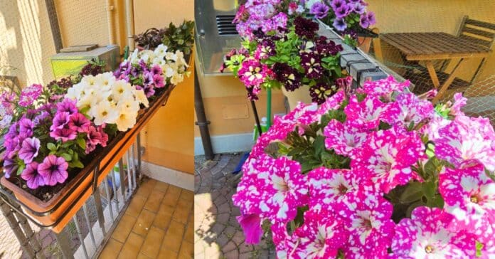 petunie fiori colorati