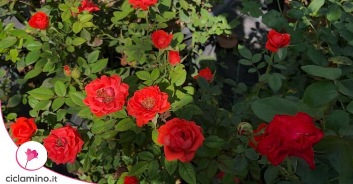 rose