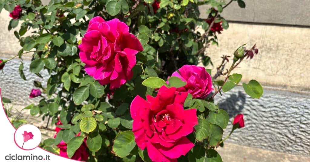 rose fiori