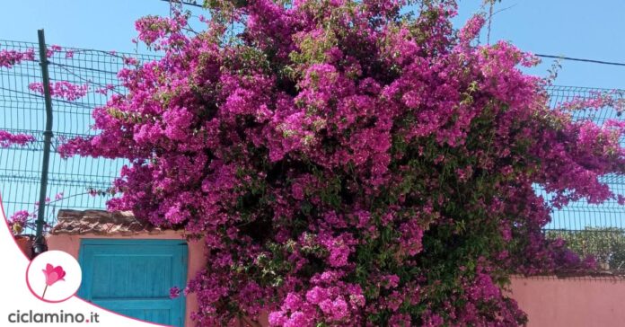 BOUGAINVILLEA