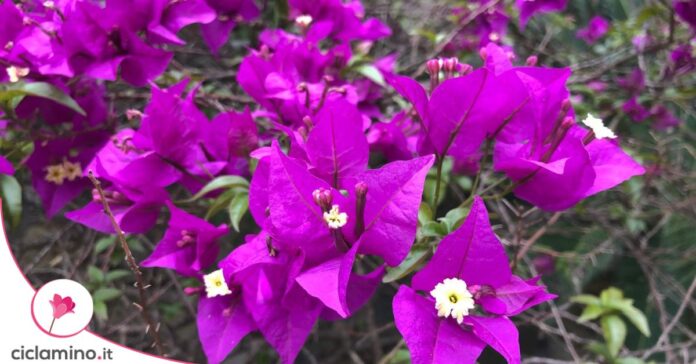 Bouganvillea falsa fioritura