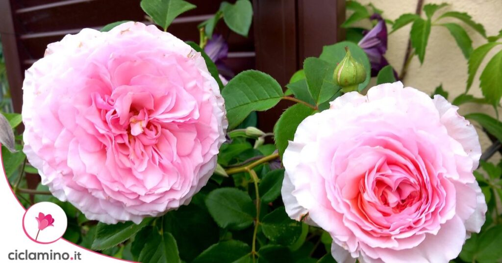 Rosa James Galway