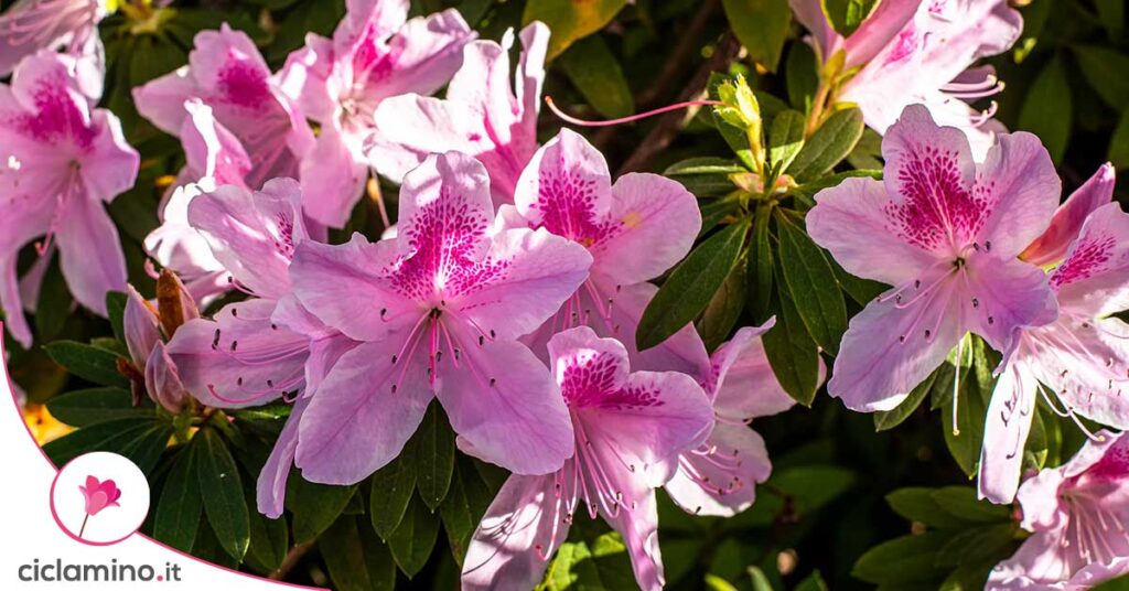 azalea-inverno