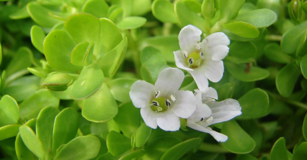 bacopa monnieri