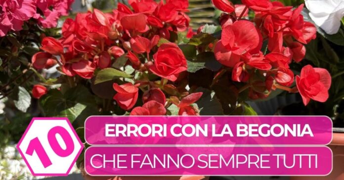 begonia-errori