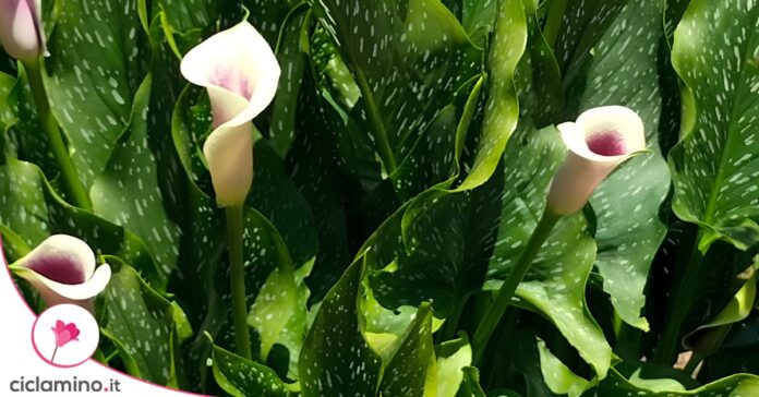 calle zandeschia albomaculata
