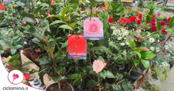 camelia japonica