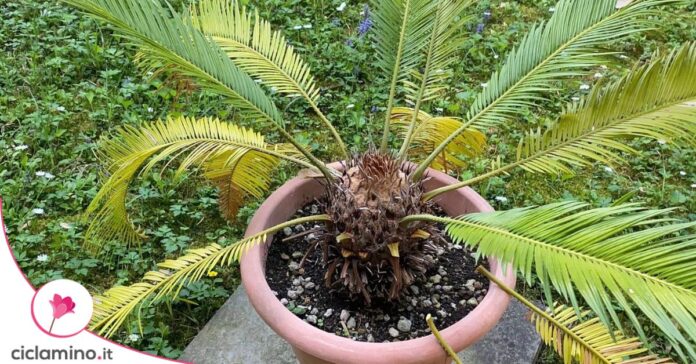 cycas foglie gialle