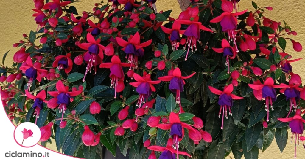 fiori fucsia