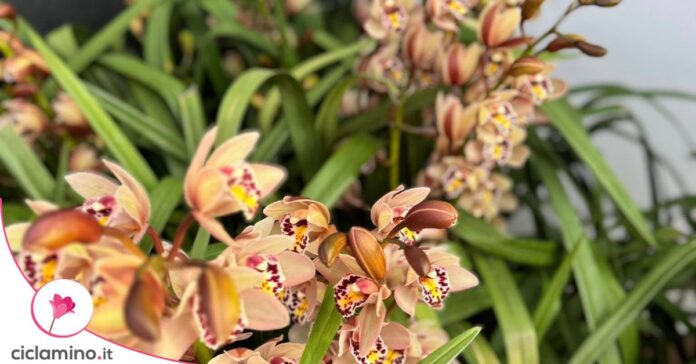 fiori orchidea cymbidium