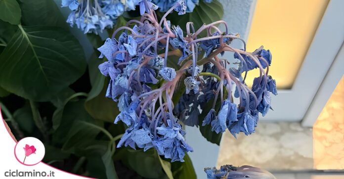 fiori ortensia flosci