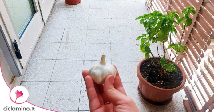 formiche balcone