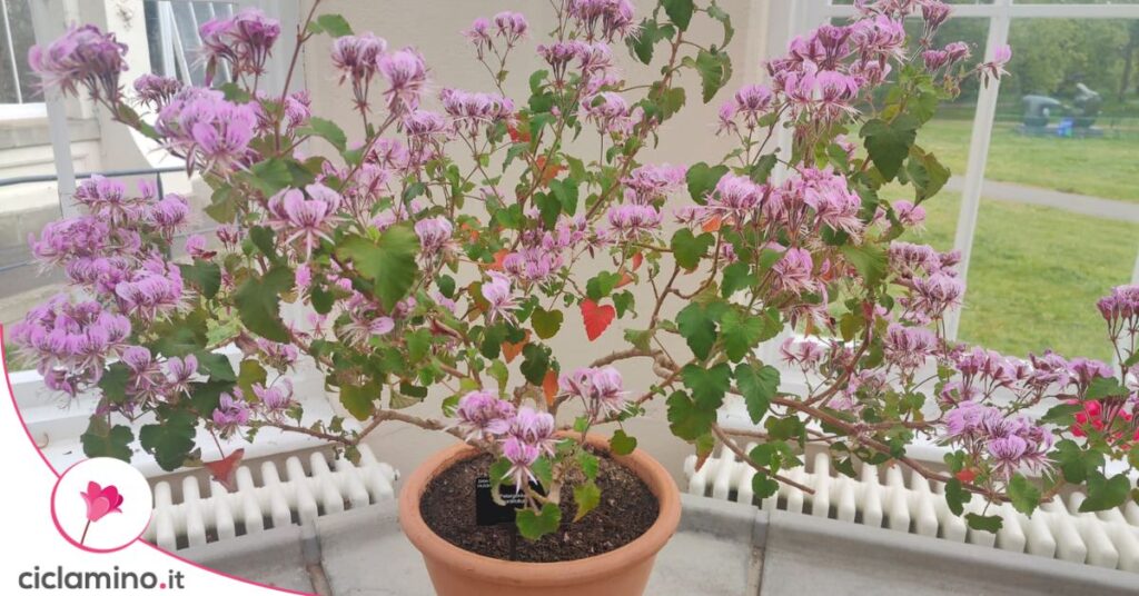 geranio-cordiflorium