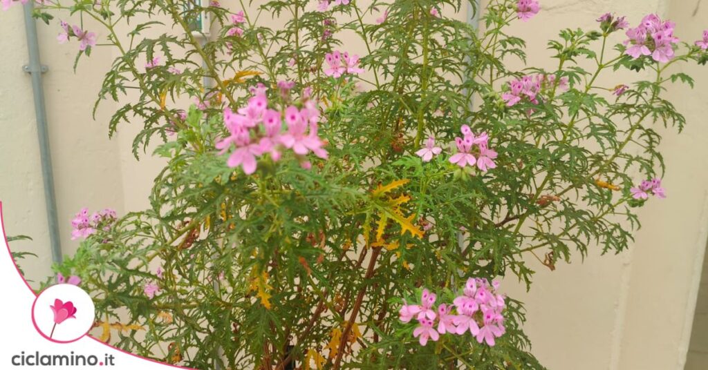 geranio-glutinosum