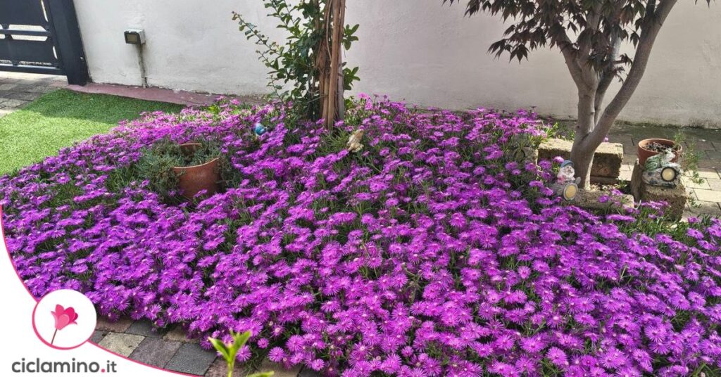 Delosperma pianta del ghiaccio