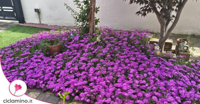 Delosperma pianta del ghiaccio