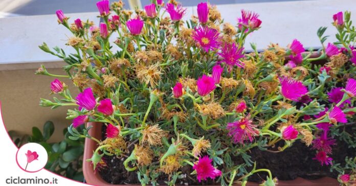 mesembriantemo fiori secchi