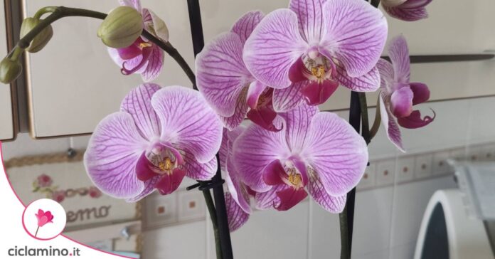 orchidea