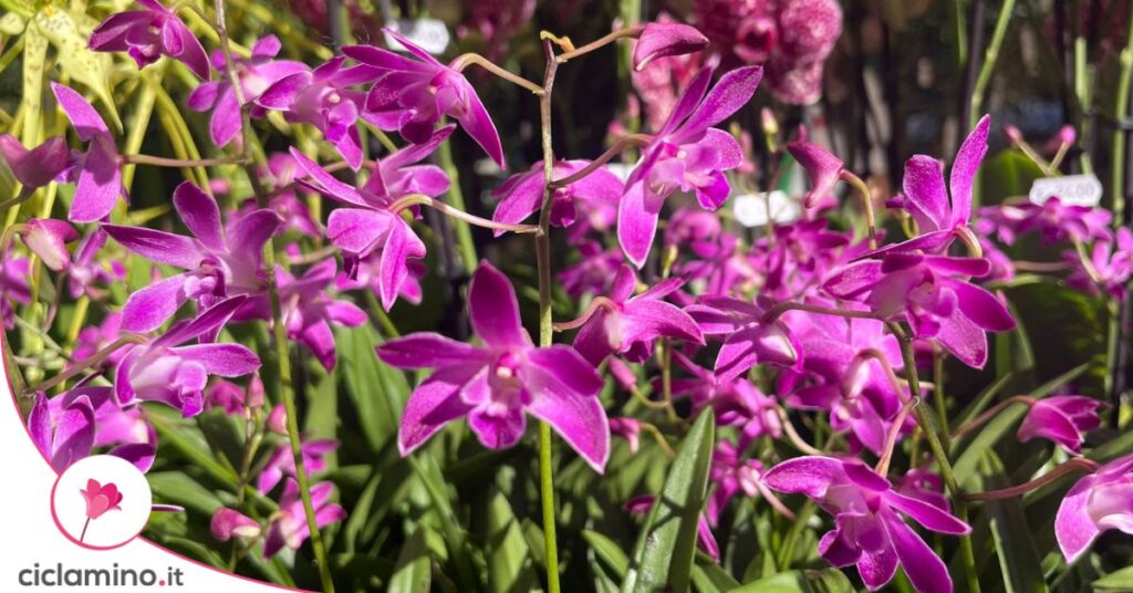 orchidea -  Dendrobium