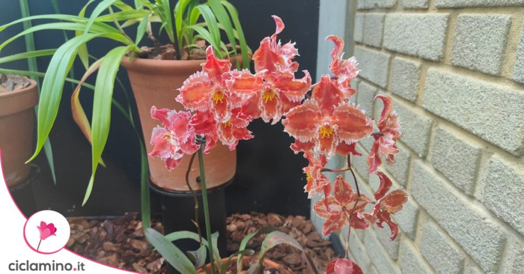 orchidea-odontioda