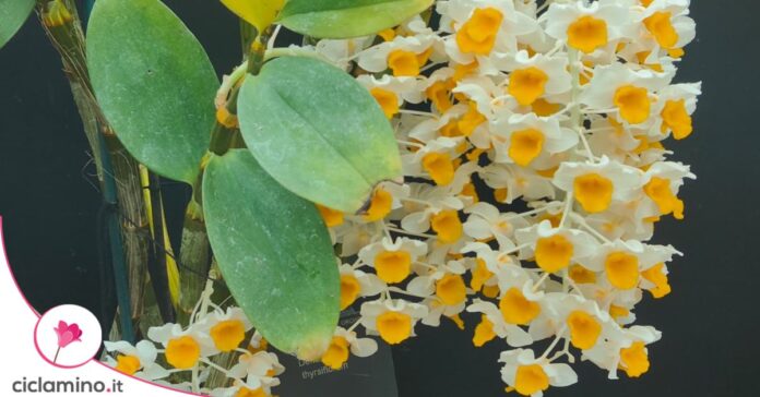 orchidea-tegamino
