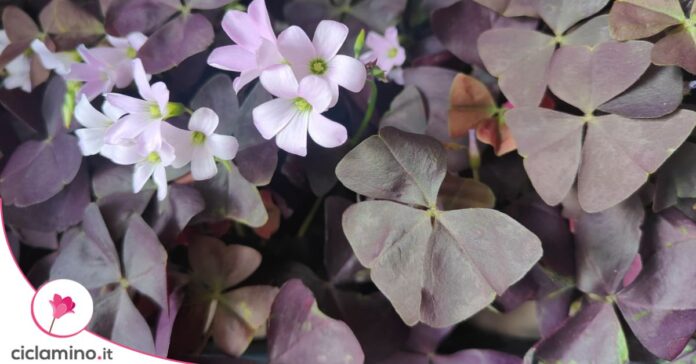 oxalis triangularis foglie