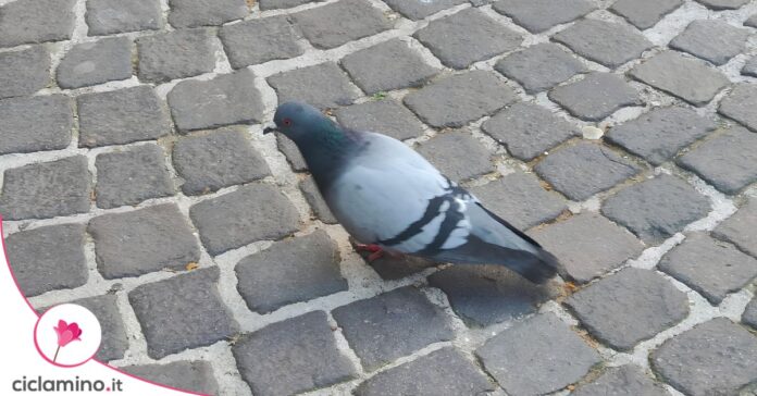 piccione